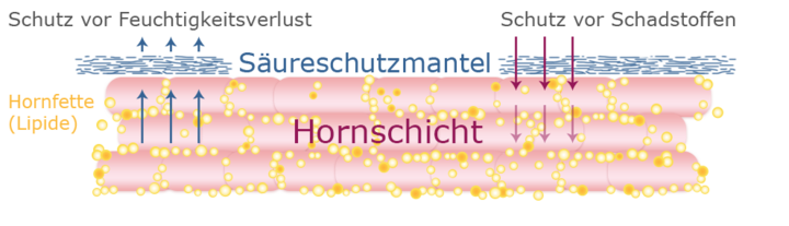 Structure of a horn with labeled components including the horn's outer layer, inner layer, and spaces between the layers.