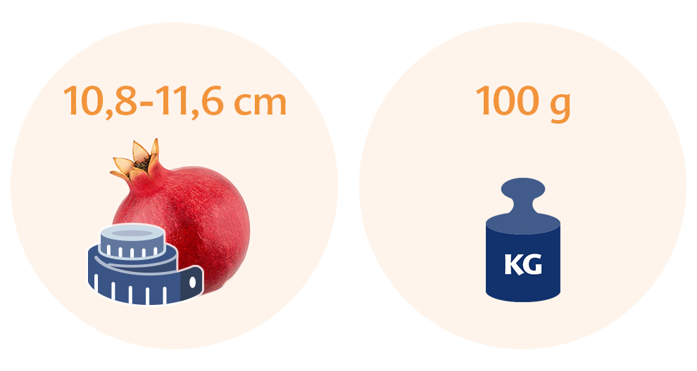 Two circles, each with a distinct illustration and text. The left circle features a pomegranate with a measuring tape, and the text reads '10,8-11,6 cm'. The right circle displays a blue weighing scale with the text '100 g' and 'KG'.